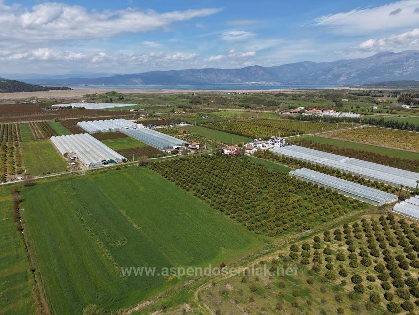 16,000 M² Pomegranate Orchard For Sale In Eskiköy