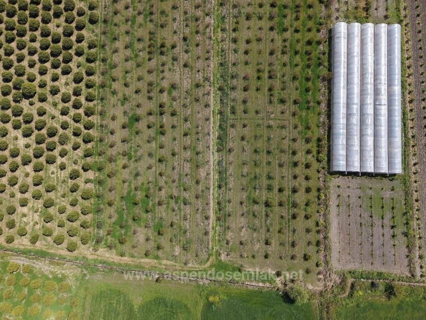 16,000 M² Pomegranate Orchard For Sale In Eskiköy