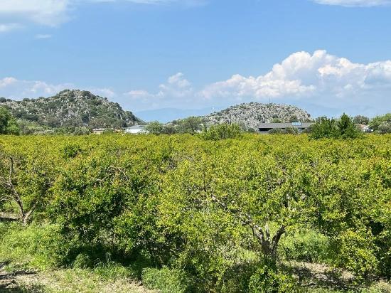 5,100 M² Plot Of Land For Sale In Dalyan, Maraş Area, Zoned For 5% Residential Use.