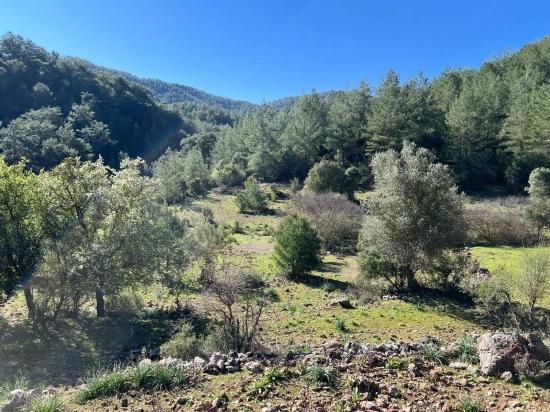 Land For Sale In Gökbel, Surrounded By Nature And Forest.