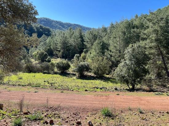Land For Sale In Gökbel, Surrounded By Nature And Forest.