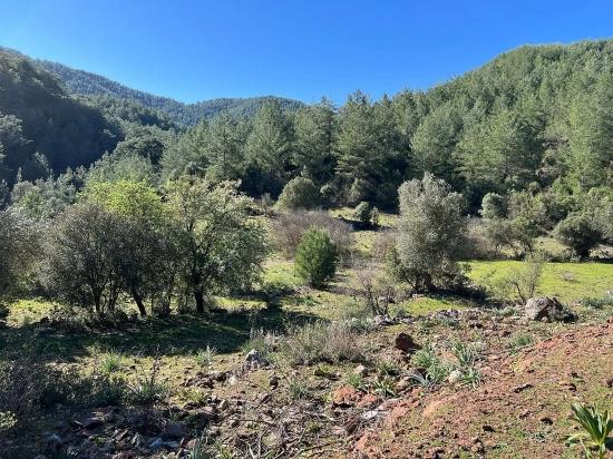 Land For Sale In Gökbel, Surrounded By Nature And Forest.