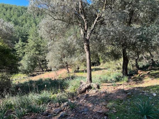 Land For Sale In Gökbel, Surrounded By Nature And Forest.