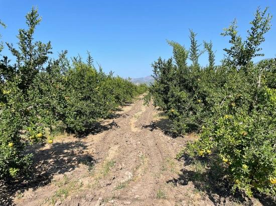 10,000 M² Pomegranate Orchard For Sale In Dalyan Arıkbaşı Gerendüzü Area.