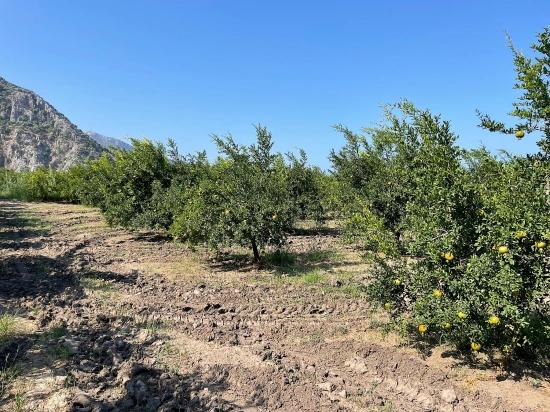 10,000 M² Pomegranate Orchard For Sale In Dalyan Arıkbaşı Gerendüzü Area.