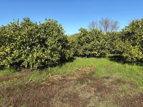 Lemon Orchard For Sale In Dalyan, 16,500 M²