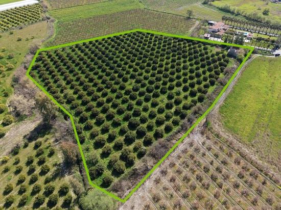 17.550M2 Vineyard-Bahce For Sale Close To Dalyan Center