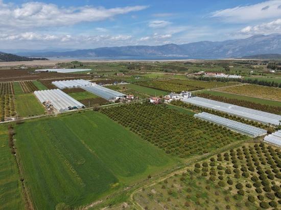 16,000 M² Pomegranate Orchard For Sale In Eskiköy