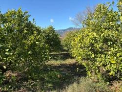 Lemon Orchard For Sale In Dalyan, 16,500 M²