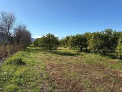Lemon Orchard For Sale In Dalyan, 16,500 M²