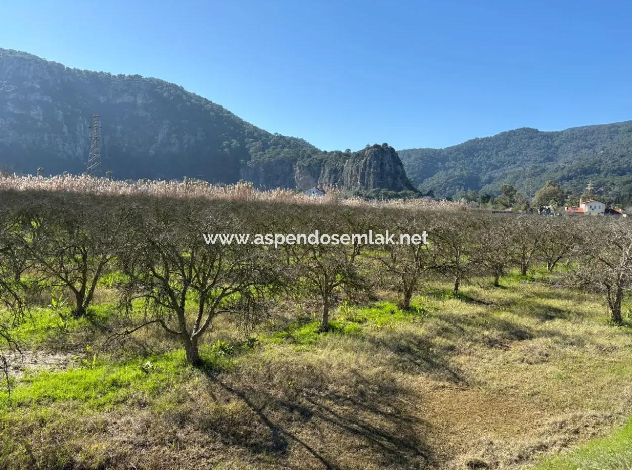 5985M2 5% Zoned Land For Sale In Dalyan As Vineyard Garden