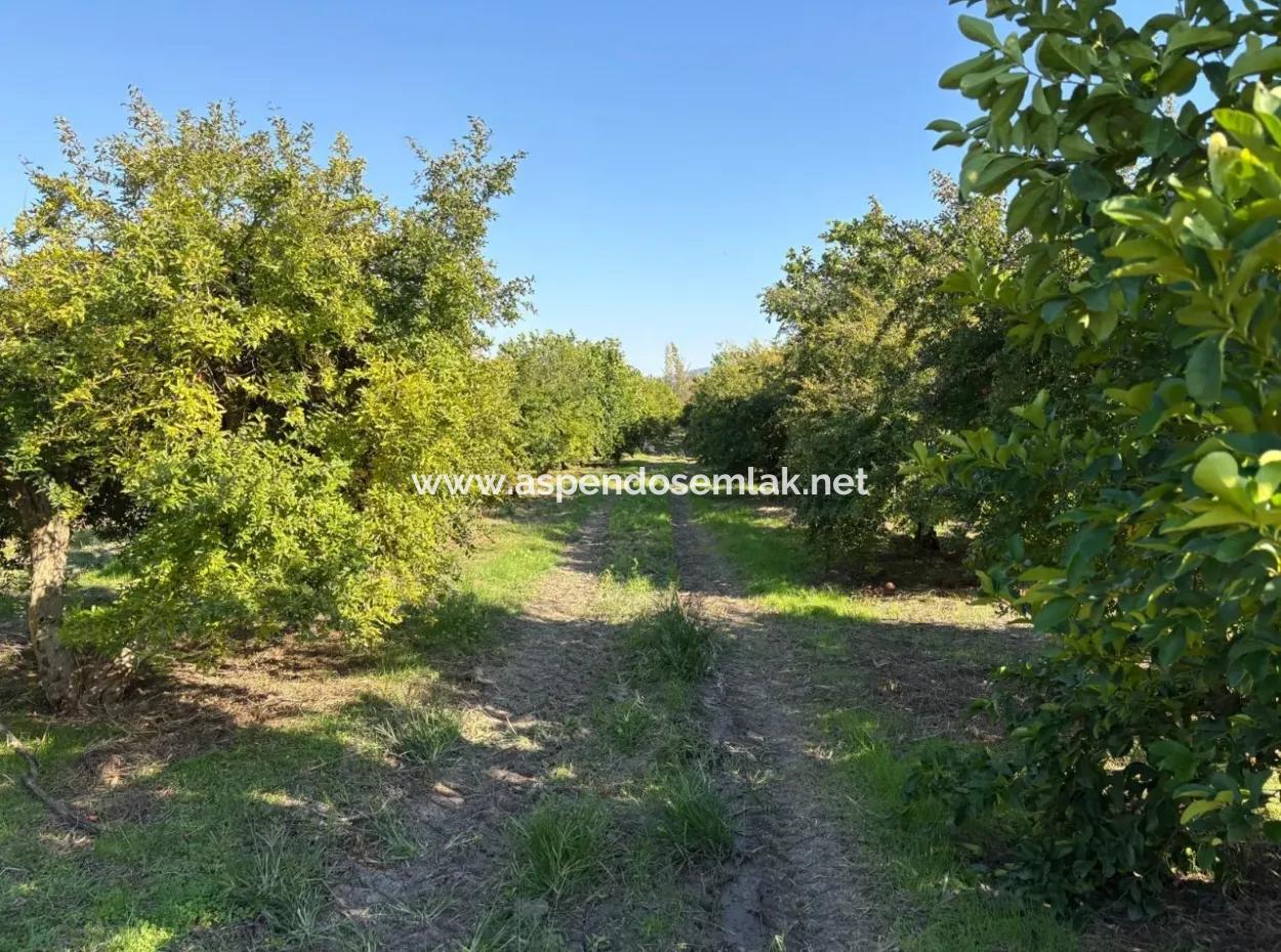 6150M2 Lemon And Pomegranate Garden For Sale In Eskiköy