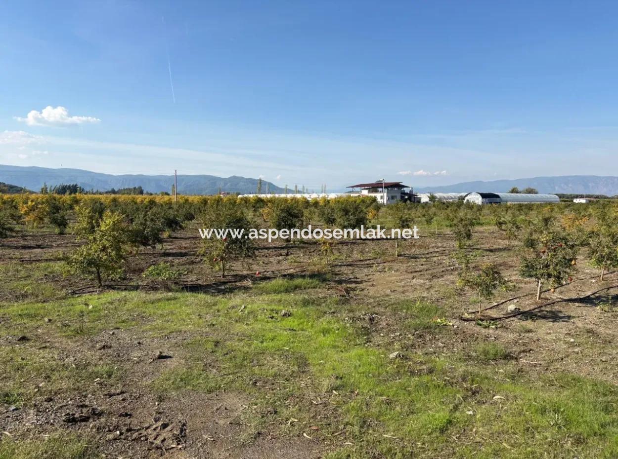 21500M2 Pomegranate Orchard For Sale In Eskiköy