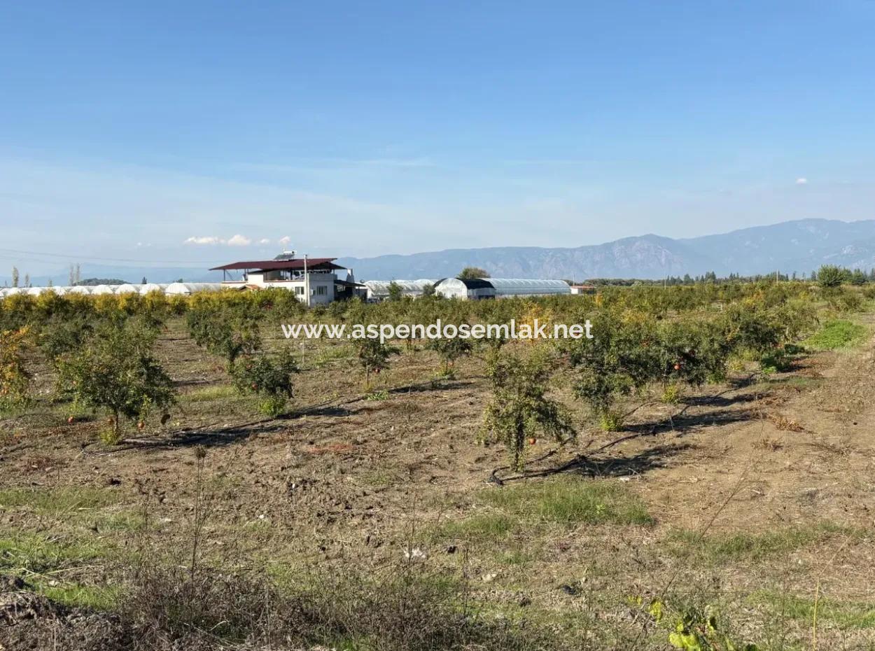 21500M2 Pomegranate Orchard For Sale In Eskiköy