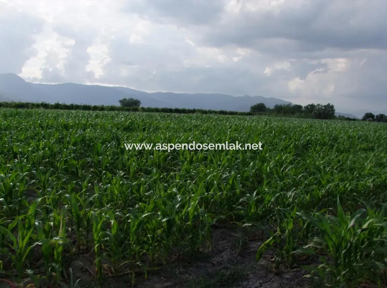 Farm For Sale Near The Centre Of Dalyan,14, 612M2 Farm For Sale