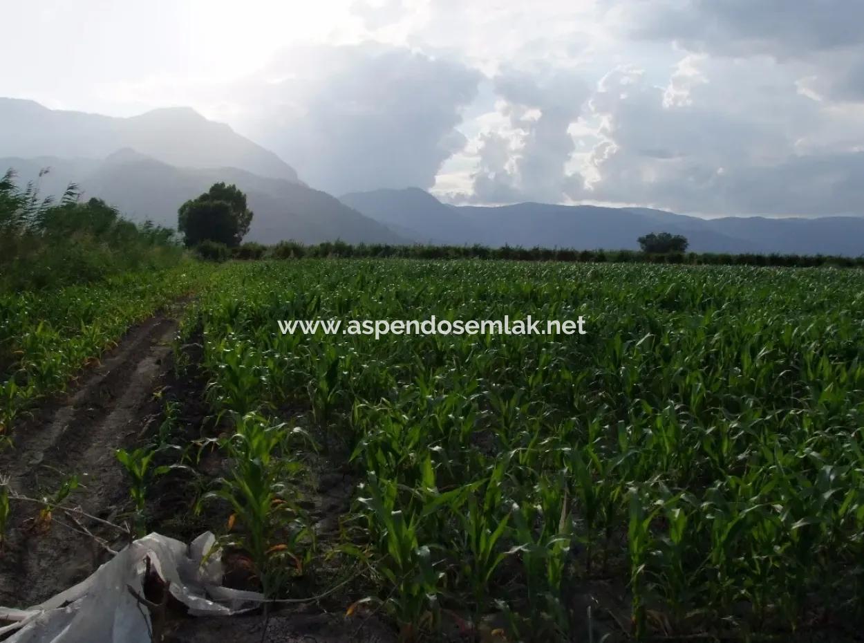Farm For Sale Near The Centre Of Dalyan,14, 612M2 Farm For Sale