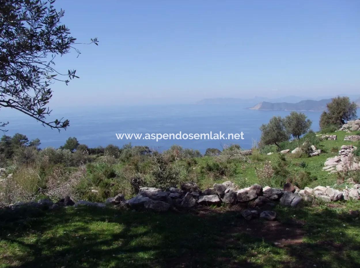For Sale In Faralya Faralya With Sea View And 11,286M2 Land For Sale Tourism