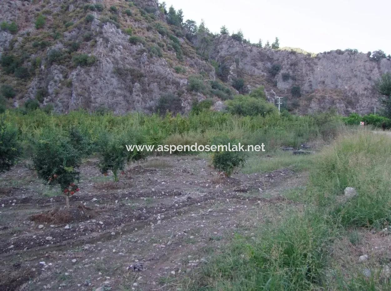 Plot For Sale In Pomegranate Garden For Sale In Oriya Mergenli Mergenli