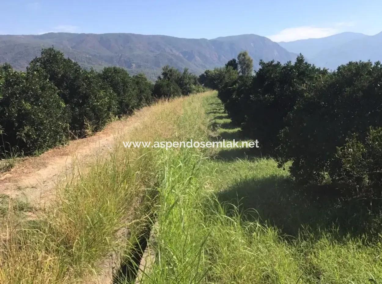 For Sale In Köyceğiz For Sale In Dogusbelen Dogusbelen Narenc