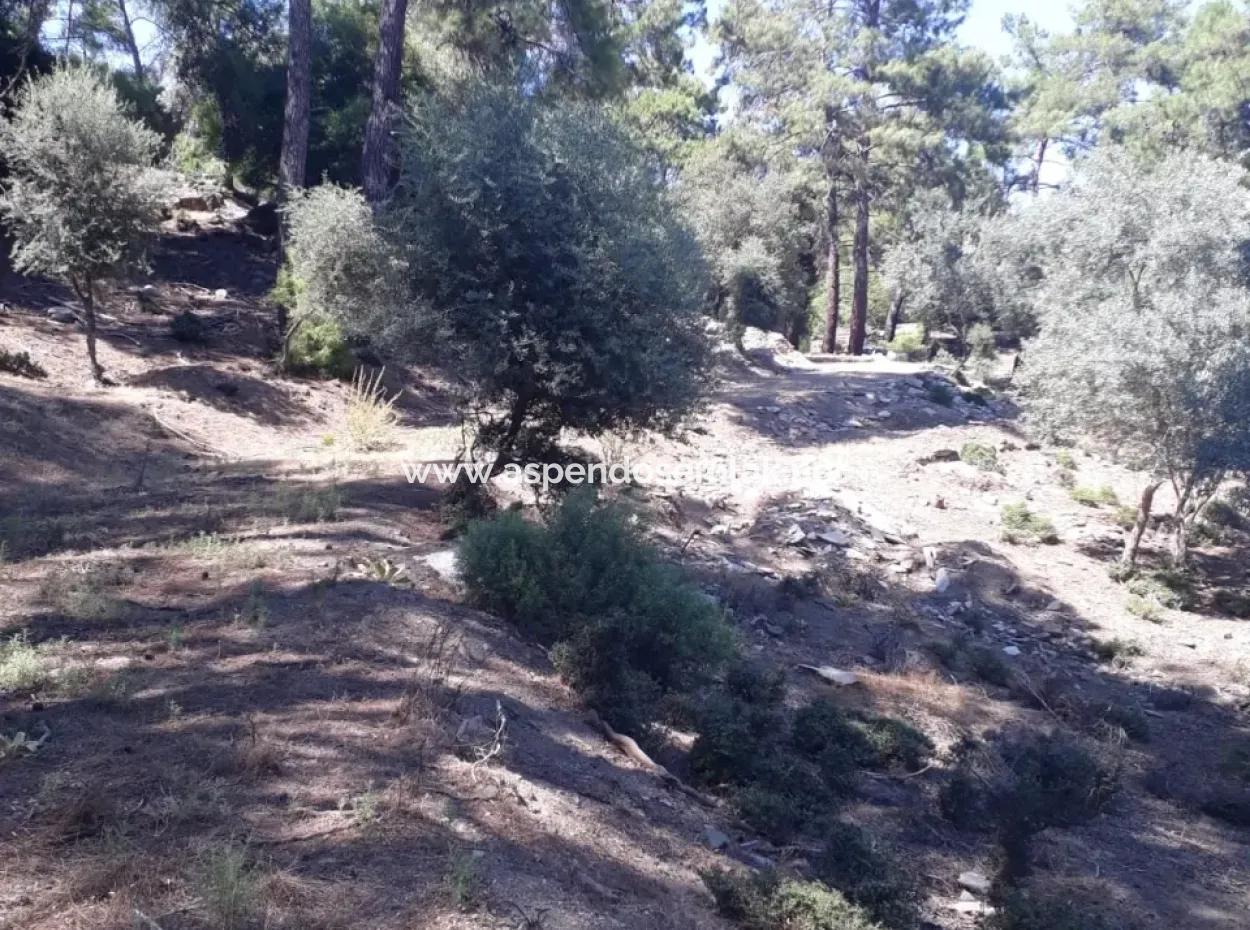 Dalyan Iztuzu In Dalyan For Sale For Sale In Candır 2367M2 2B