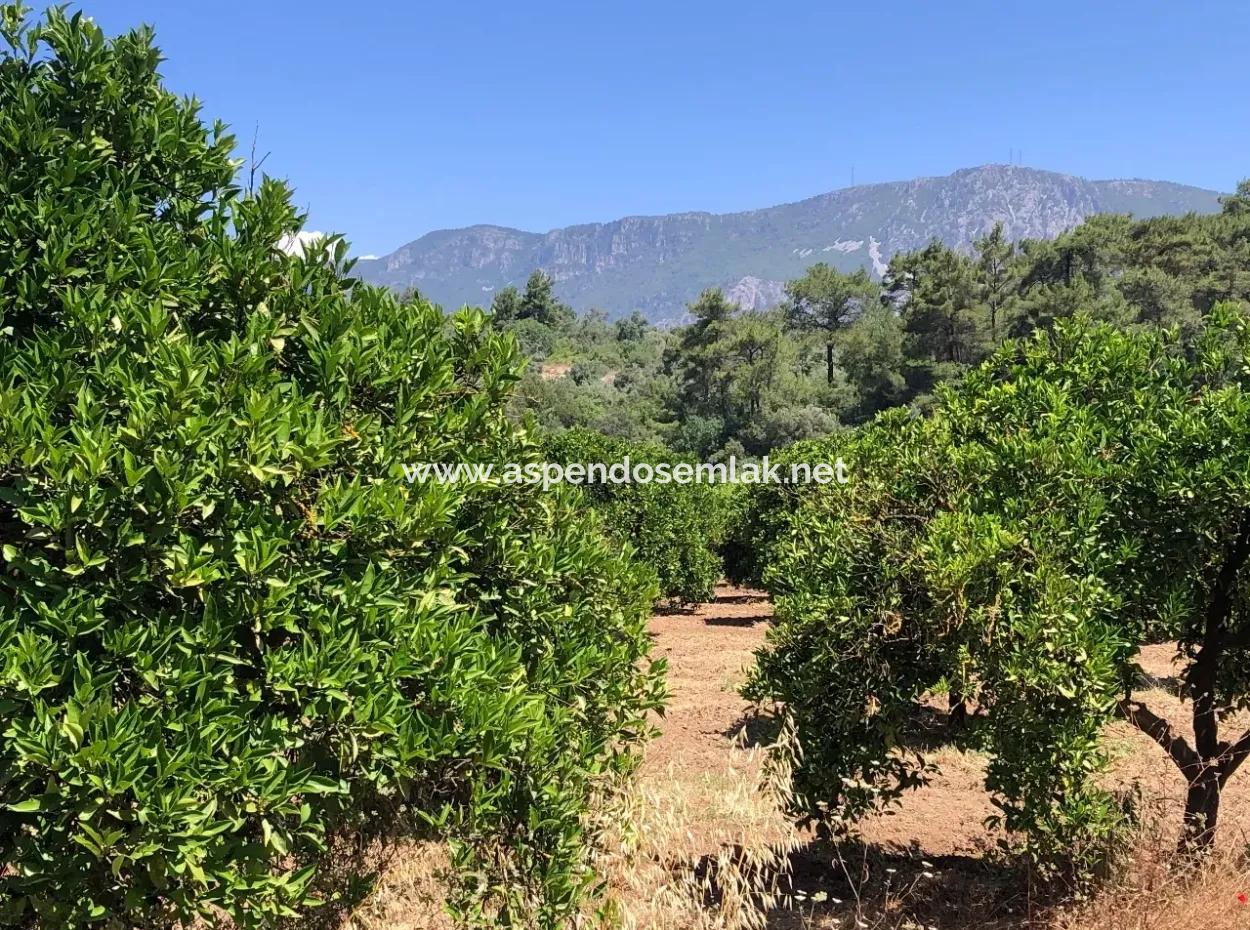Garden For Sale In Gokce Akyaka, Near The Sea, A 38,000M2 Plot For Sale