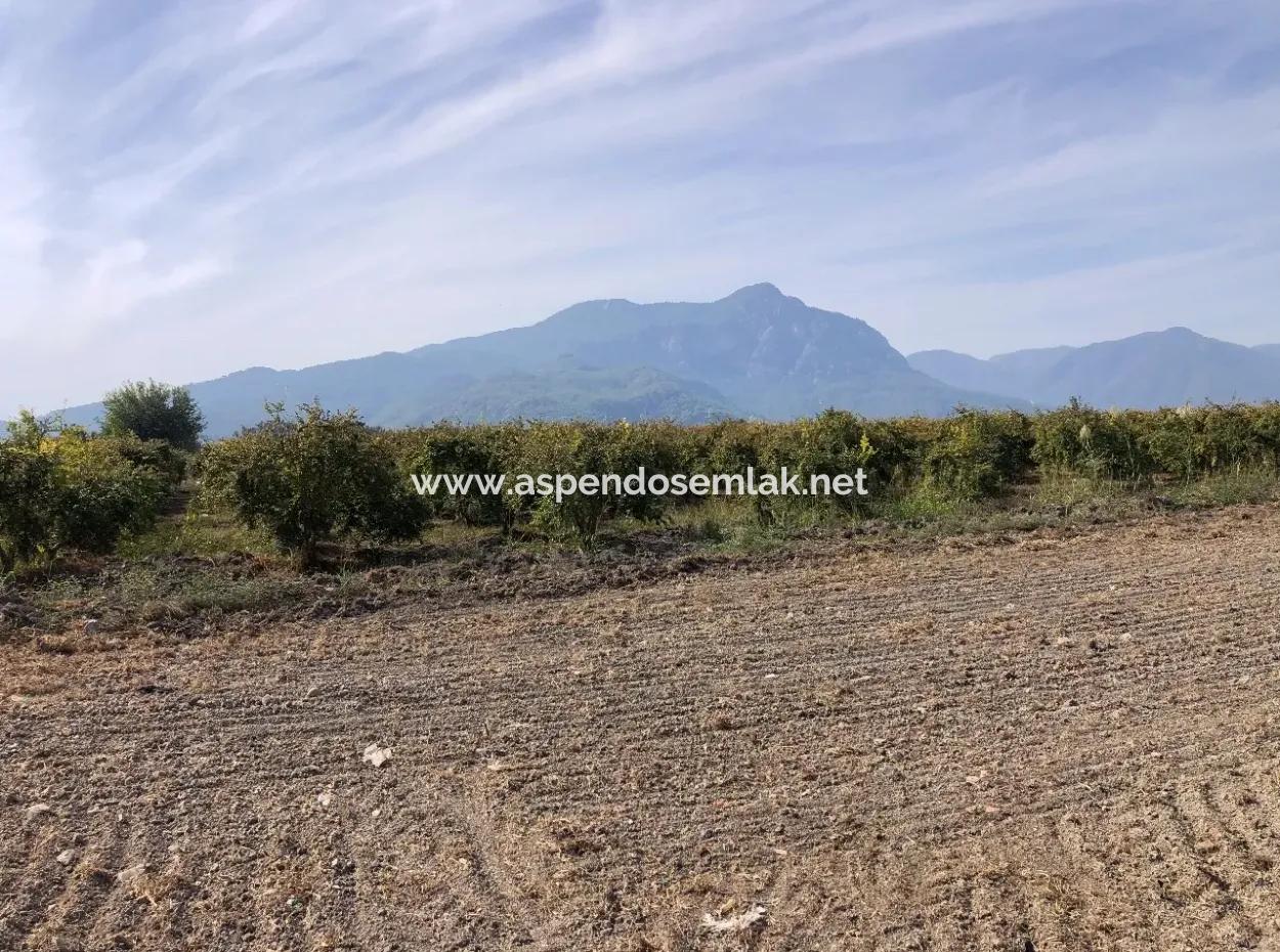 Land For Sale In Esköy 8500M2 Field Land For Sale
