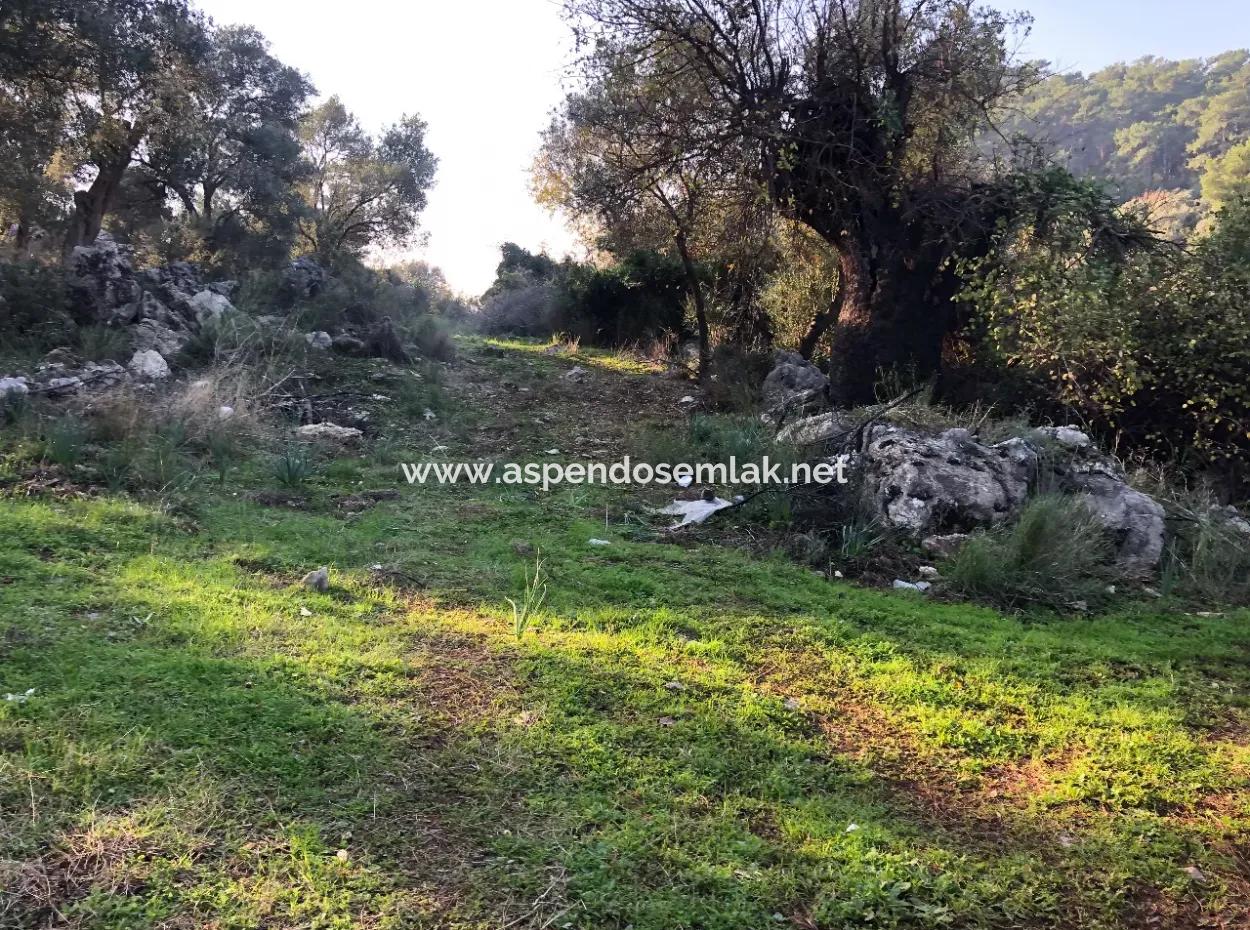 Ekincik Land For Sale 10,038M2 Land For Sale Field