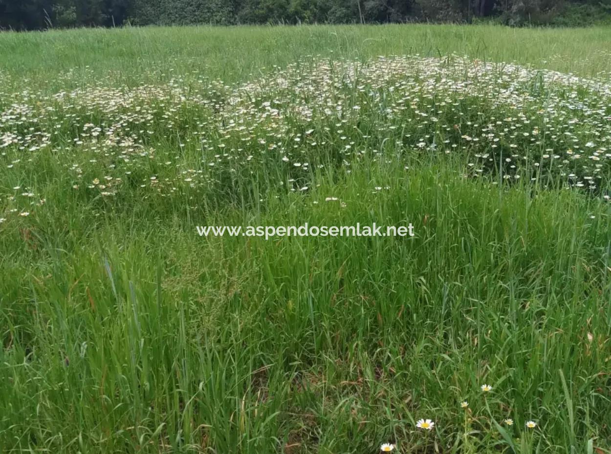 Land For Sale In Çamlida