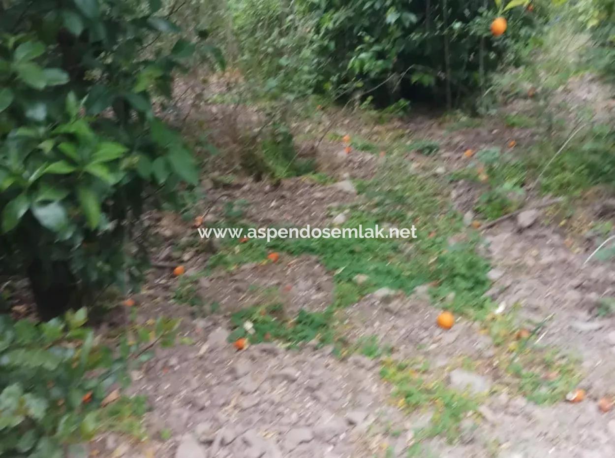 Land For Sale In Çamlida