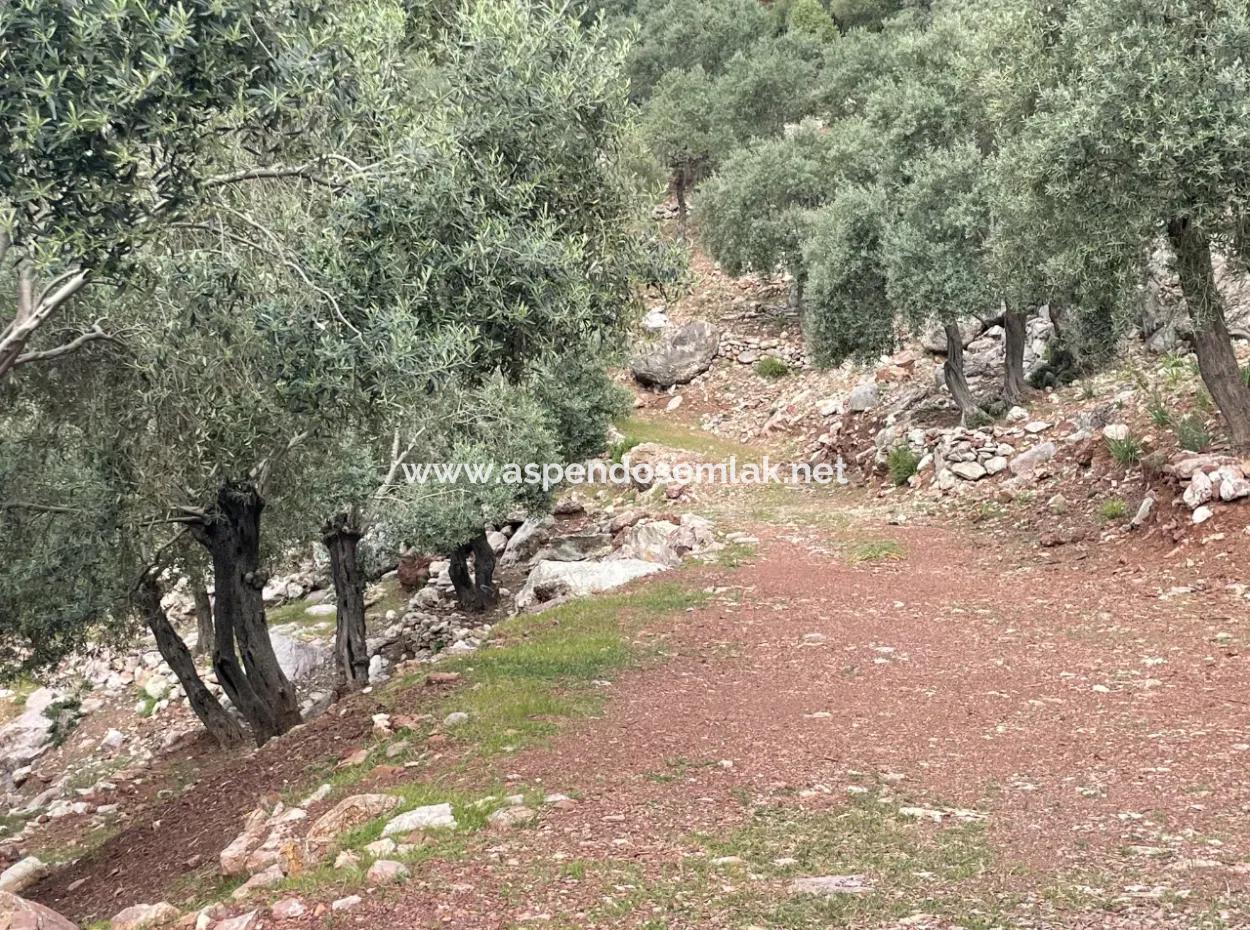Olive House With Sea View In Ekincik Is For Sale