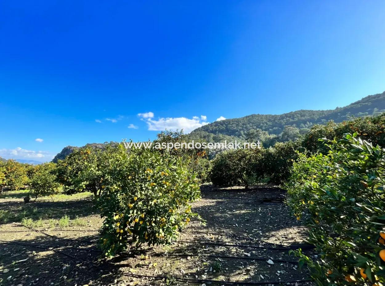 One-Storey House For Sale In 5000M2 Land In Çandır