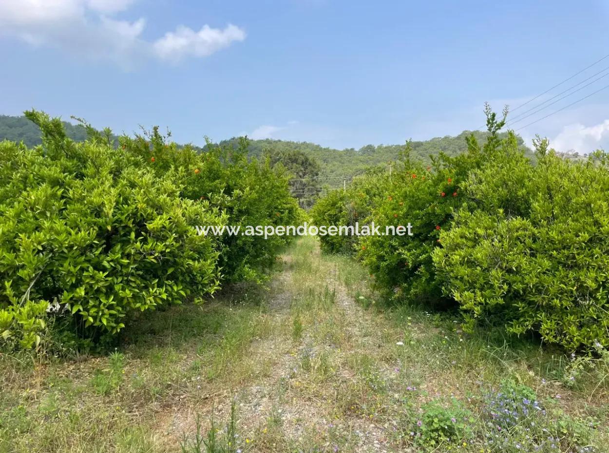 7800M2 Land For Sale At The Beginning Of Iztuzu Beach Road In Gökbel