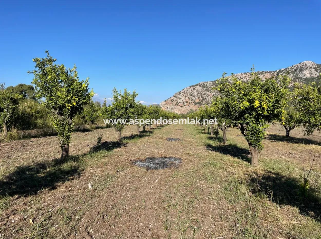 Land For Sale In Dalyan Close To The Center Of 6600M2