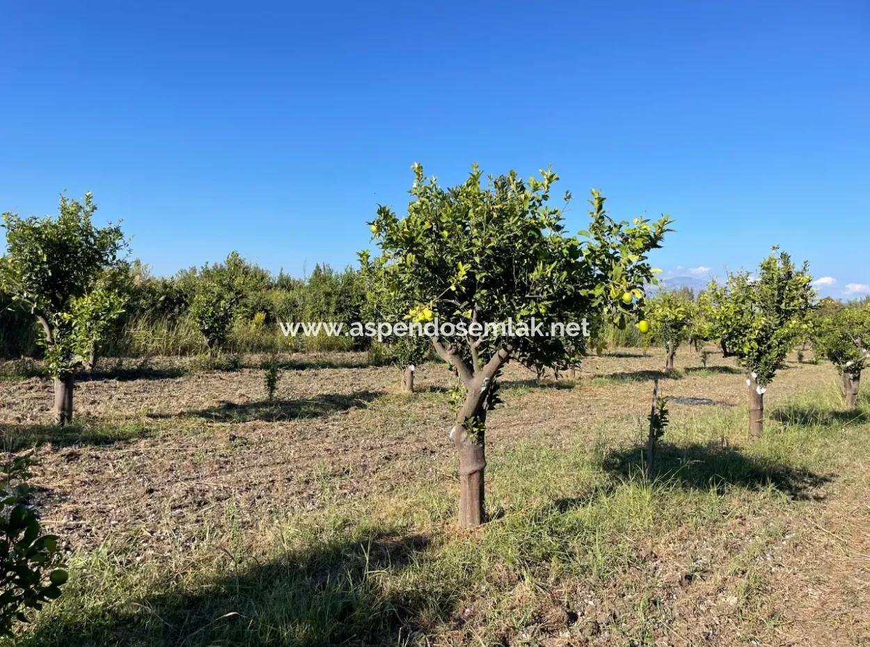 Land For Sale In Dalyan Close To The Center Of 6600M2
