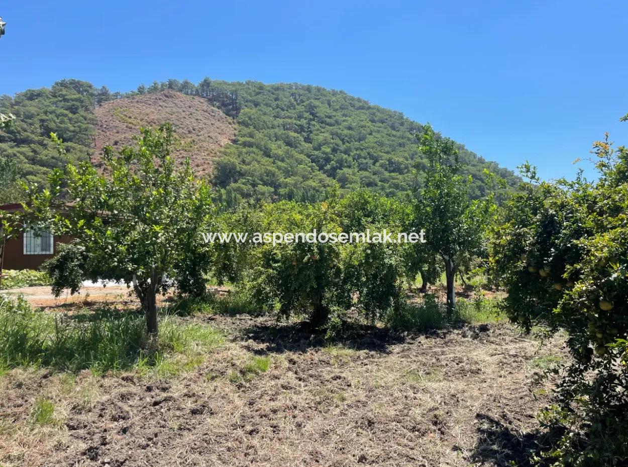 Road-New 6820M2 Pomegranate And Lemon Orchard Is For Sale In Tepearası