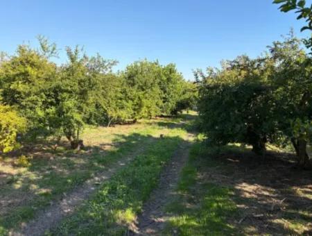 6150M2 Lemon And Pomegranate Garden For Sale In Eskiköy
