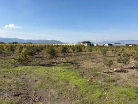 21500M2 Pomegranate Orchard For Sale In Eskiköy