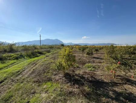 21500M2 Pomegranate Orchard For Sale In Eskiköy
