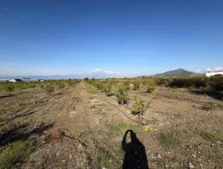 21500M2 Pomegranate Orchard For Sale In Eskiköy