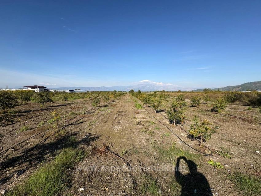 Гранатовый Сад Площадью 21500 М2 На Продажу В Эскикёе