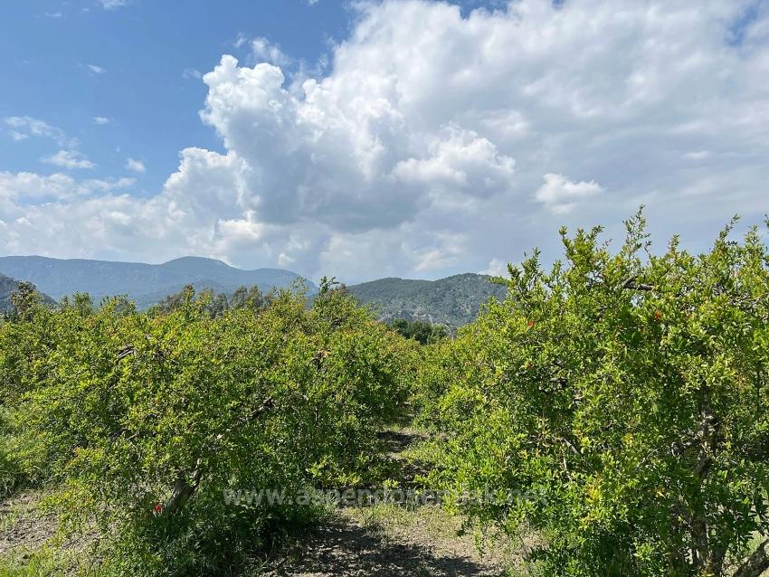 Продается Земельный Участок Площадью 5100 М² В Дальяне, Район Мараш, С Зонированием Под Жилую Застройку На 5%.