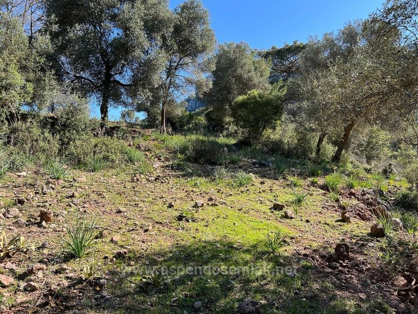 Продается Земельный Участок В Гёкбеле, В Окружении Природы И Леса.