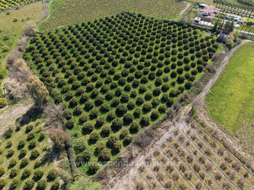 Виноградник Бахче Площадью 17.550 М2 На Продажу Недалеко От Центра Дальяна