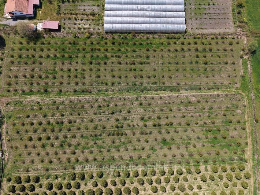 Гранатовый Сад Площадью 16 000 М² Продается В Эскикёе.