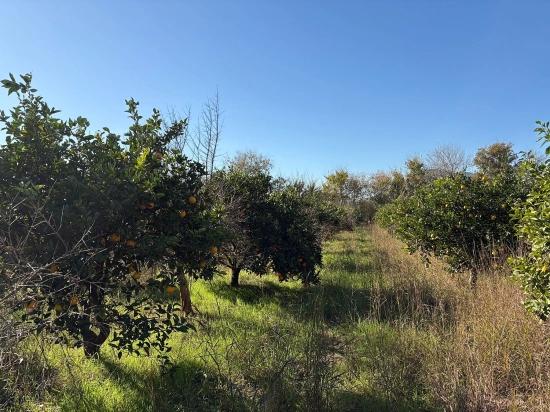 Продается Сад Площадью 4541 М² В Дальяне.