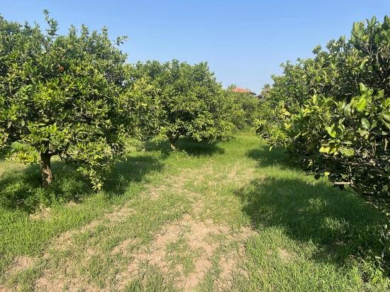 Земля 722М2 На Продажу В Дальян Гюльпынар