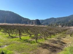 Для Продажи Сюжет в Dalyan Ortaca - Под Жилье застройку - 5.985 m²