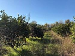 Для Продажи Поле в Dalyan Ortaca - Под Поле застройку - 4.541 m²