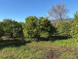 Для Продажи Поле в Dalyan Ortaca - Под Поле застройку - 16.500 m²