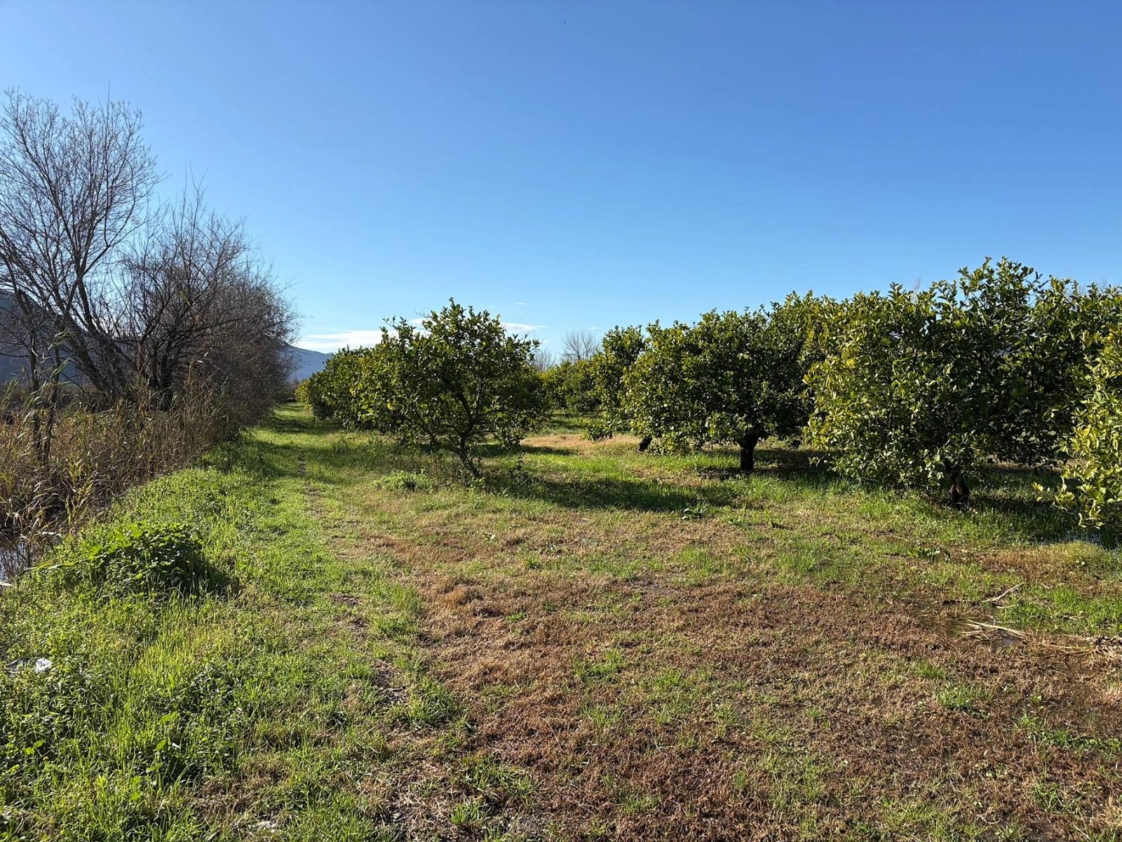 Dalyan'da 16.500M2 Satılık Limon Bahçesi